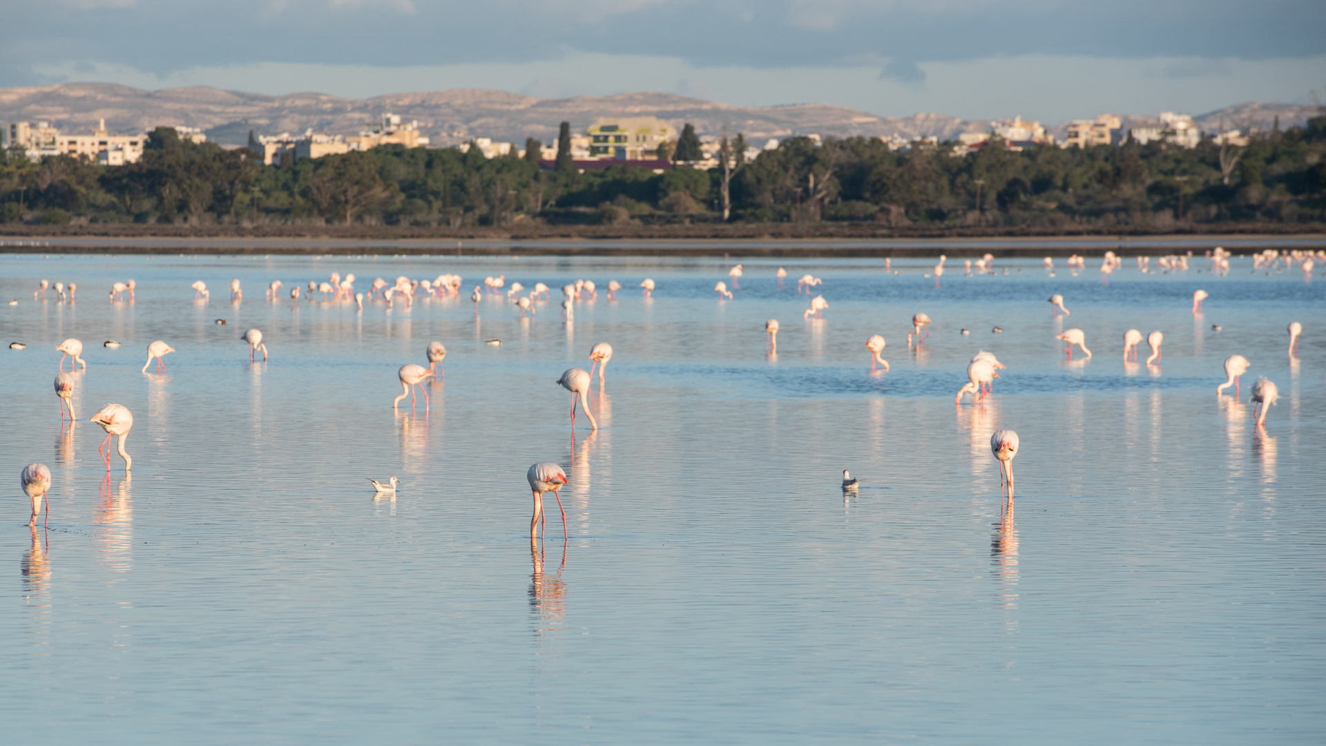 The flamingos on the Salt Lake in Larnaca